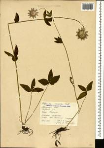 Astrantia maxima Pall., Caucasus, Abkhazia (K4a) (Abkhazia)