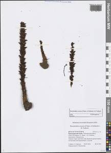 Boschniakia rossica (Cham. & Schlecht) B. Fedtsch., Siberia, Central Siberia (S3) (Russia)