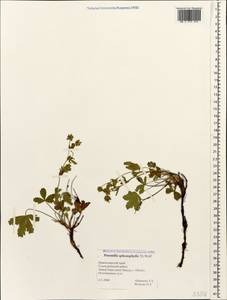 Potentilla sphenophylla Th. Wolf, Caucasus, Black Sea Shore (from Novorossiysk to Adler) (K3) (Russia)