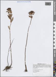 Rhodiola rosea L., Siberia, Russian Far East (S6) (Russia)