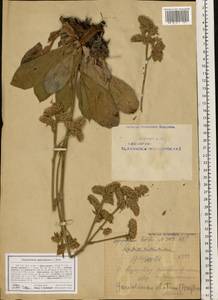 Goniolimon speciosum (L.) Boiss., Eastern Europe, Eastern region (E10) (Russia)