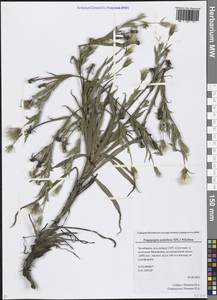 Tragopogon podolicus Besser ex DC., Eastern Europe, Eastern region (E10) (Russia)