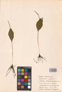 Ophioglossum vulgatum L., Eastern Europe, Middle Volga region (E8) (Russia)