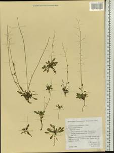 Arabidopsis lyrata subsp. petraea (L.) O'Kane & Al-Shehbaz, Eastern Europe, Northern region (E1) (Russia)