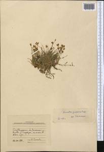 Sabulina kryloviana (Schischk.) Dillenb. & Kadereit, Middle Asia, Western Tian Shan & Karatau (M3) (Kazakhstan)
