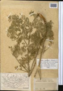 Ferula pallida Korovin, Middle Asia, Western Tian Shan & Karatau (M3) (Kazakhstan)