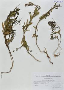 Linaria acutiloba Fisch. ex Rchb., Siberia, Russian Far East (S6) (Russia)