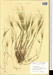 Taeniatherum caput-medusae (L.) Nevski, Crimea (KRYM) (Russia)