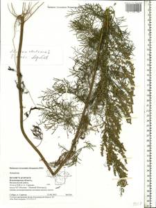 Artemisia abrotanum L., Eastern Europe, Central region (E4) (Russia)