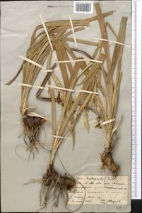 Iris halophila Pall., Middle Asia, Northern & Central Kazakhstan (M10) (Kazakhstan)