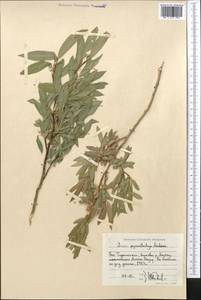 Salix pycnostachya Anderss., Middle Asia, Pamir & Pamiro-Alai (M2) (Tajikistan)