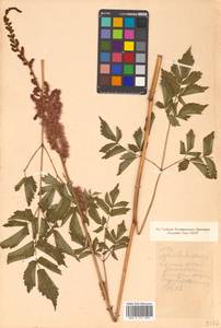 Astilbe rubra Hook. fil. & Thomson, Siberia, Russian Far East (S6) (Russia)