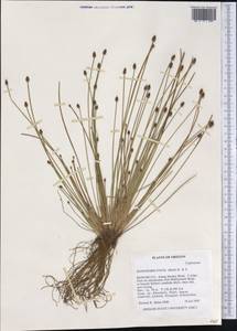 Eleocharis ovata (Roth) Roem. & Schult., America (AMER) (United States)