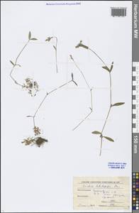 Cerastium holosteoides Fr., Eastern Europe, Moscow region (E4a) (Russia)