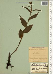 Cephalanthera damasonium (Mill.) Druce, Caucasus, Stavropol Krai, Karachay-Cherkessia & Kabardino-Balkaria (K1b) (Russia)