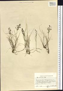 Poa arctica R.Br., Siberia, Baikal & Transbaikal region (S4) (Russia)