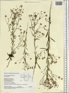 Erigeron droebachiensis O. F. Müll., Eastern Europe, Central region (E4) (Russia)