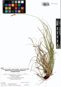 Carex argunensis Turcz. ex Trevir., Siberia, Baikal & Transbaikal region (S4) (Russia)