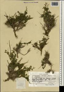 Lonicera spinosa (Jacquem. ex Decne.) Walp., South Asia, South Asia (Asia outside ex-Soviet states and Mongolia) (ASIA) (Afghanistan)