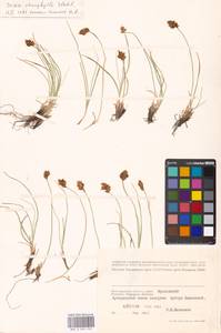 Carex stenophylla Wahlenb., Eastern Europe, Lower Volga region (E9) (Russia)