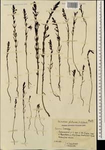 Macrosyringion glutinosum (M. Bieb.) Rothm., Caucasus, Armenia (K5) (Armenia)