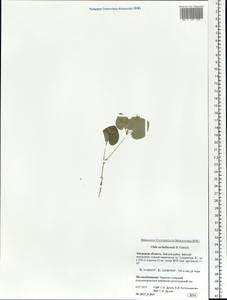 Viola sacchalinensis H. Boissieu, Siberia, Russian Far East (S6) (Russia)