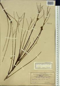 Flueggea suffruticosa (Pall.) Baill., Siberia, Russian Far East (S6) (Russia)