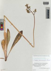 Crepis praemorsa (L.) Tausch, Siberia, Altai & Sayany Mountains (S2) (Russia)