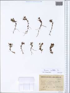 Veronica scutellata L., Eastern Europe, Estonia (E2c) (Estonia)