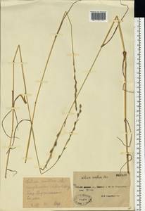 Lolium remotum Schrank, Eastern Europe, Moscow region (E4a) (Russia)