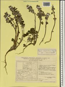 Lagopsis marrubiastrum (Stephan) Ikonn.-Gal., South Asia, South Asia (Asia outside ex-Soviet states and Mongolia) (ASIA) (China)
