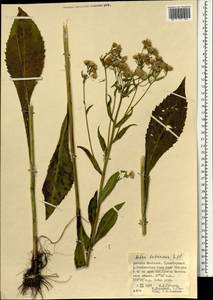 Aster tataricus L. fil., Mongolia (MONG) (Mongolia)