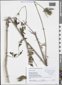 Daucus carota L., Eastern Europe, Central region (E4) (Russia)