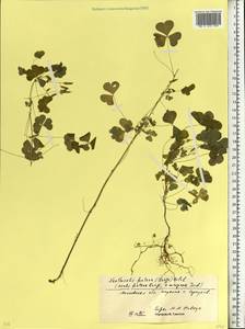 Oxalis stricta L., Eastern Europe, Moscow region (E4a) (Russia)