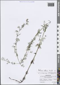 Galium album Mill., Eastern Europe, Middle Volga region (E8) (Russia)