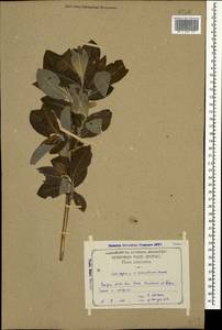 Salix caprea × kuznetzowii, Caucasus, Georgia (K4) (Georgia)