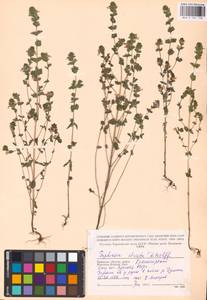 MHA 0 161 748, Euphrasia stricta J.P.Wolff ex J.F.Lehm., Eastern Europe, Western region (E3) (Russia)