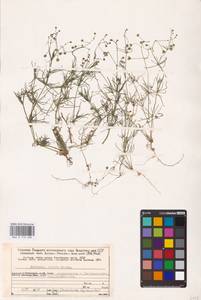 Spergula arvensis L., Eastern Europe, Northern region (E1) (Russia)