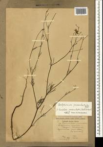 Delphinium consolida subsp. paniculatum (Host) N. Busch, Crimea (KRYM) (Russia)