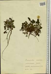 Potentilla arenosa (Turcz.) Juz., Siberia, Yakutia (S5) (Russia)