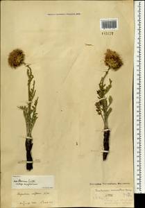Rhaponticum uniflorum subsp. uniflorum, Mongolia (MONG) (Mongolia)