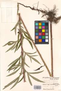 Artemisia selengensis Turcz. ex Besser, Eastern Europe, Moscow region (E4a) (Russia)