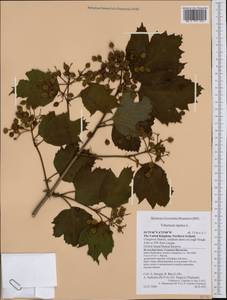 Viburnum opulus L., Western Europe (EUR) (United Kingdom)