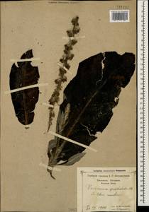 Verbascum gnaphalodes M. Bieb., Caucasus, Black Sea Shore (from Novorossiysk to Adler) (K3) (Russia)