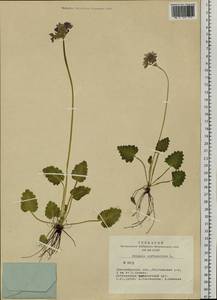 Primula cortusoides L., Siberia, Western Siberia (S1) (Russia)