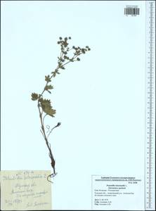 Potentilla intermedia L., Eastern Europe, Central region (E4) (Russia)