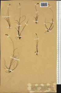Carex glareosa Schkuhr ex Wahlenb., Western Europe (EUR) (Norway)