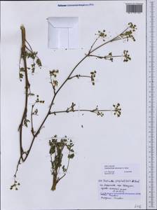 Xanthoselinum alsaticum (L.) Schur, Caucasus, Black Sea Shore (from Novorossiysk to Adler) (K3) (Russia)