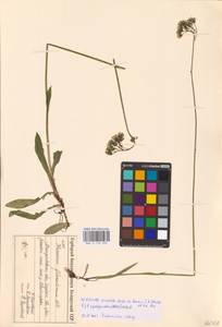 Pilosella piloselloides subsp. praealta (Gochnat) S. Bräut. & Greuter, Eastern Europe, Belarus (E3a) (Belarus)