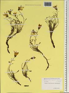 Campanula bellidifolia Adam, Caucasus, North Ossetia, Ingushetia & Chechnya (K1c) (Russia)